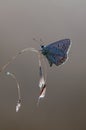 The common blue butterfly Polyommatus icarus on dry grass on a glade Royalty Free Stock Photo