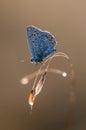 The common blue butterfly Polyommatus icarus on dry grass on a glade Royalty Free Stock Photo
