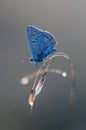 The common blue butterfly Polyommatus icarus on dry grass on a gladeay Royalty Free Stock Photo