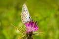 Common Blue butterfly polyommatus icarus. Butterfly feeding on pink wild flower`s nectar. Natural background Royalty Free Stock Photo