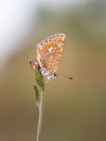 Common blue butterfly Polyommatus icarus female Royalty Free Stock Photo