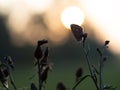 Common blue butterfly Polyommatus icarus female at sunrise Royalty Free Stock Photo