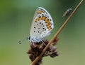 The common blue butterfly Polyommatus icarus and fly on a glade on a blade of grass Royalty Free Stock Photo