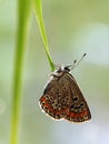 The common blue butterfly Polyommatus icarus  on a glade on a blade of grass Royalty Free Stock Photo