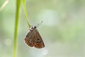 The common blue butterfly Polyommatus icarus  on a glade on a blade of grass Royalty Free Stock Photo