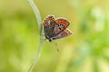 The common blue butterfly Polyommatus icarus  on a glade  on a blade of grass Royalty Free Stock Photo