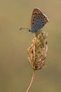 The common blue butterfly Polyommatus icarus on a glade on a field flower Royalty Free Stock Photo