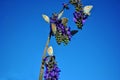 The common blue butterfly Polyommatus icarus male and female butterflies sitting on blue sage blooming flower, bright blue sky Royalty Free Stock Photo