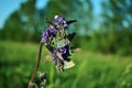 The common blue butterfly Polyommatus icarus male and female butterflies sitting on blue sage blooming flower Royalty Free Stock Photo