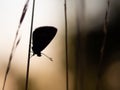 Silhouette of Common blue butterfly Polyommatus icarus male sleeping on a blade of grass Royalty Free Stock Photo