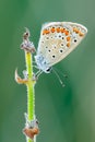 Common blue butterfly sleeping in the grass-closeup. Royalty Free Stock Photo