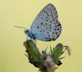 The common blue butterfly Polyommatus icarus and mosquito on a glade on a summer day on a blade of grass Royalty Free Stock Photo