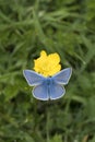 Common Blue butterfly, Polyommatus icarus, nectaring on a buttercup Royalty Free Stock Photo