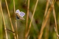 Common Blue butterfly Polyommatus icarus perched on a grass s Royalty Free Stock Photo