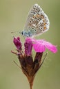 Adonis Blue butterfly on pink wild flower Royalty Free Stock Photo