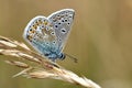 Common blue butterfly (Polyommatus icarus) Royalty Free Stock Photo