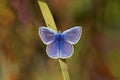 Common Blue Butterfly - Polyommatus icarus at rest. Royalty Free Stock Photo