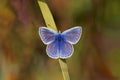 Common Blue Butterfly - Polyommatus icarus at rest.