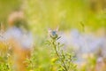 Common blue butterfly Polyommatus icarus rest on a medicago flower, sunlit colourful forb field with grasses and flowers Royalty Free Stock Photo