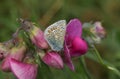 A Common Blue Butterfly, Polyommatus icarus, resting on a flowering Wild Sweet Pea, Lathyrus vestitus,.