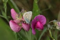 A Common Blue Butterfly, Polyommatus icarus, resting on a flowering Wild Sweet Pea, Lathyrus vestitus,.