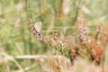 Common blue butterfly (Polyommatus icarus) resting on heather flowers on Exmoor Royalty Free Stock Photo