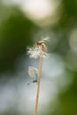 Common blue butterfly, Polyommatus icarus Royalty Free Stock Photo