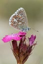 Close-up of an Adonis Blue butterfly sitting on a pink flower Royalty Free Stock Photo