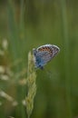 Common blue butterfly at rest with underside visible Royalty Free Stock Photo