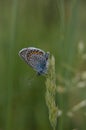 Common blue butterfly at rest with underside visible Royalty Free Stock Photo
