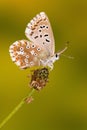 Common blue butterfly on carrot Royalty Free Stock Photo