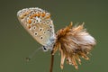 Common Blue butterfly sitting on dry flower at sunset. Royalty Free Stock Photo