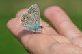 Common blue butterfly sitting on hand Royalty Free Stock Photo