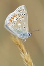 A common blue butterfly on Southampton Common Royalty Free Stock Photo
