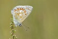 A common blue butterfly on Southampton Common Royalty Free Stock Photo