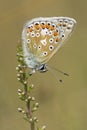 A common blue butterfly on Southampton Common Royalty Free Stock Photo