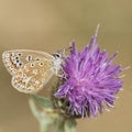 A common blue butterfly on Southampton Common Royalty Free Stock Photo