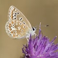 A common blue butterfly on Southampton Common Royalty Free Stock Photo