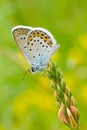 Common Blue butterfly (vertical frame).