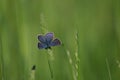 Common blue butterfly in the wild resting on a plant