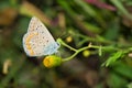 Common Blue butterfly on wild yellow flower Royalty Free Stock Photo