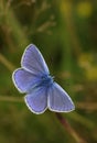 Common Blue Butterfly (Polyommatus icarus ). Royalty Free Stock Photo