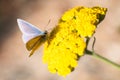 Common blue butterfly on yellow yarrow ` gold plate` flowers Royalty Free Stock Photo