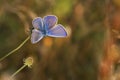 Common Blue butterflyPolyommatus icarus