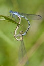 Common Blue Damselflies Royalty Free Stock Photo