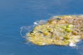 Blue damselflies mating on algae floater