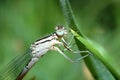 Common blue damselfly