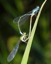 Common Blue Damselfly copulating on grass Royalty Free Stock Photo