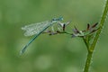 The blue damselfly in the dew on a blade of grass meets the dawn in a forest glade