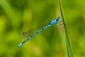 Common Blue Damselfly (Enallagma cyathigerum)